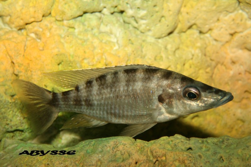Placidochromis platyrhynchos